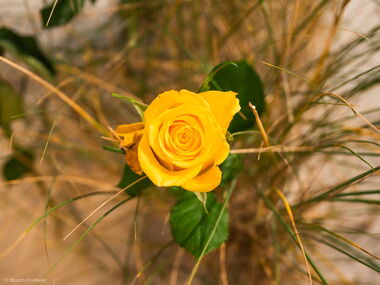 Eine gelbe Rose in Nahaufnahme von oben.