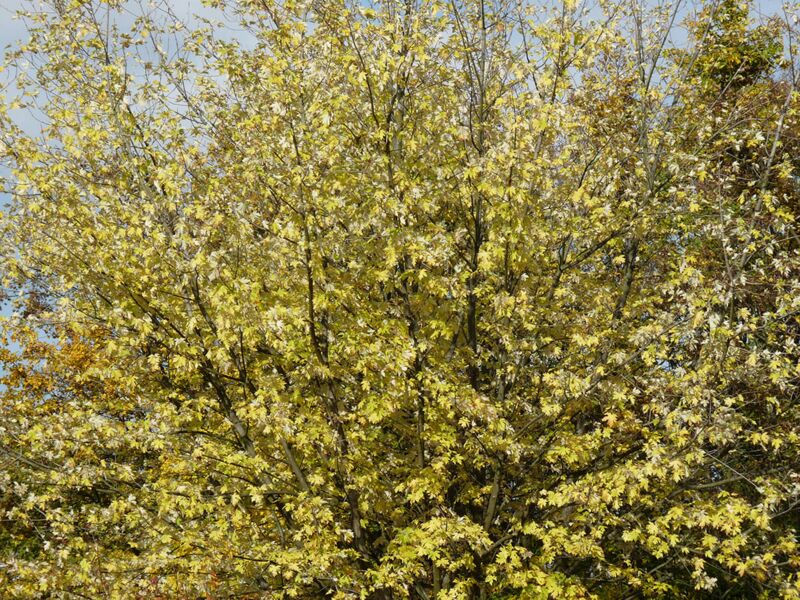 Foto: Malerische Aufnahmen von der herbstlichen Natur um mich herum: Zu sehen sind Pflanzen, Blätter, Büsche und Bäume.