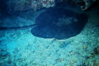 Foto: Ein dunkelblauer Rochen schwebt über den Meeresboden.