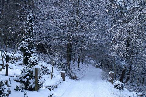 Foto: Eine Winter-Waldlandschaft mit verschneiter Straße