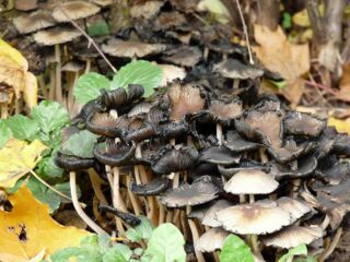 Foto: Zahlreiche Pilze mit dunklen, hochgebogenen Rändern säumen den Waldboden.