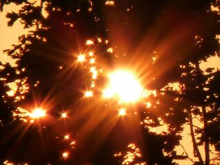 Foto: Große und kleine Sonnenstrahlen funkeln beim Sonnenaufgang durch das Blättermeer eines Baumes