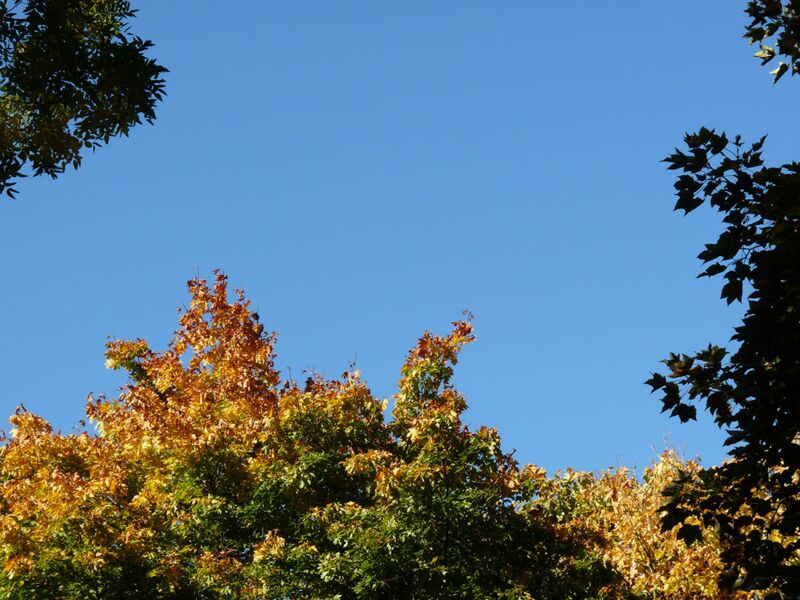 Foto: Indian Summer mit satten leuchtenden Farben im Herbst und Eichhörnchen sammeln Vorräte für den Winter.