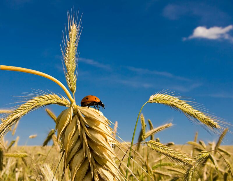 Foto: 100 Marienkäfer bei allerlei munteren Aktivitäten - manche davon in Großaufnahme. Diese Fotos stammen von fotolia.com.