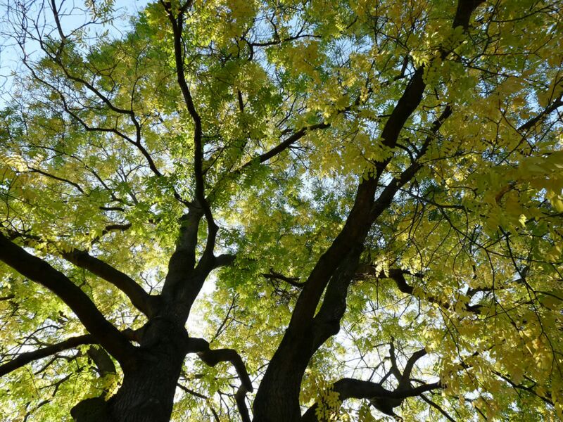 Foto: Malerische Aufnahmen von der herbstlichen Natur um mich herum: Zu sehen sind Pflanzen, Blätter, Büsche und Bäume.