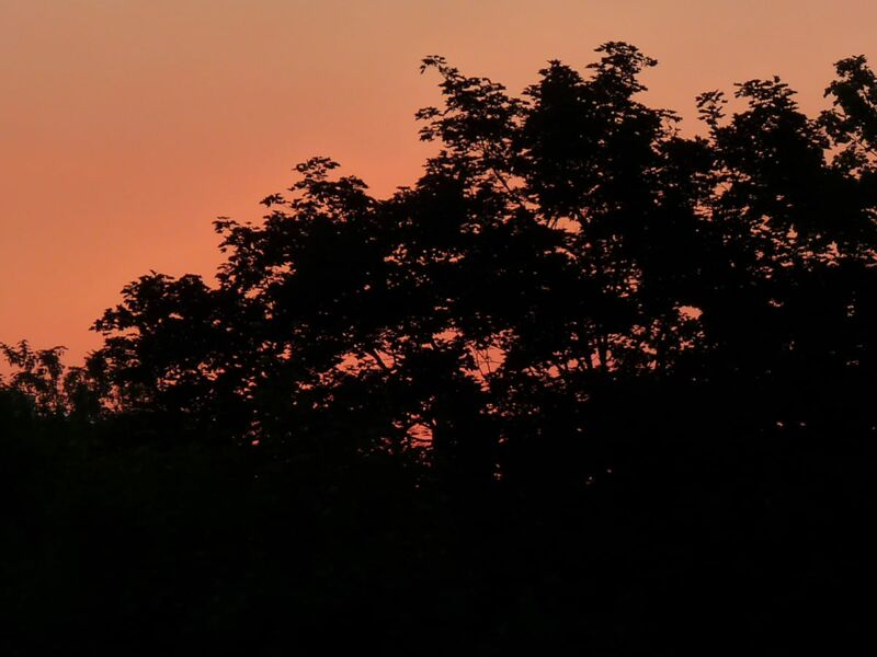 Foto: Ein langsamer, aber stetig ansteigender Sonnenaufgang hinter Bäumen, bis die Sonne diese dann schließlich doch überragt.