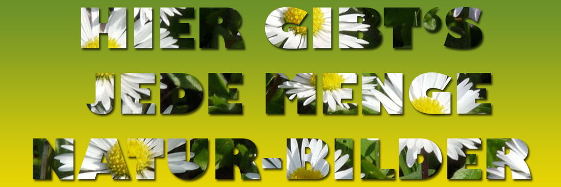 Grafik: Auf einem grün-gelben Farbverlauf stehen die Worte "Hier gibt's jede Menge Natur-Bilder" mit einem Natur-Foto gefüllt.