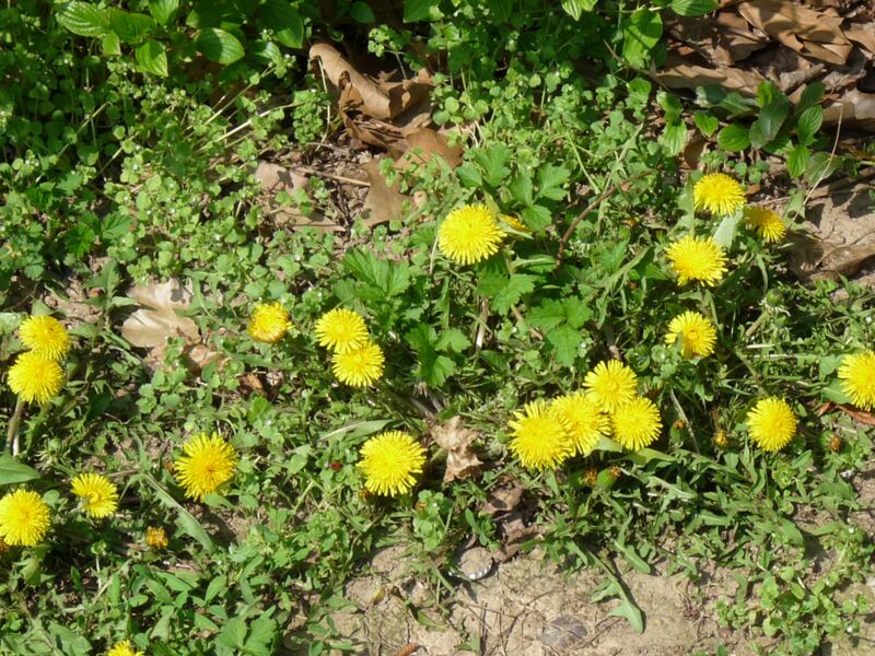 Foto: Farbenfroh erwacht der Frühling mit allerhand bunten Knospen und Blüten. Selbst manche kleinen Tiere zeigen sich schon.