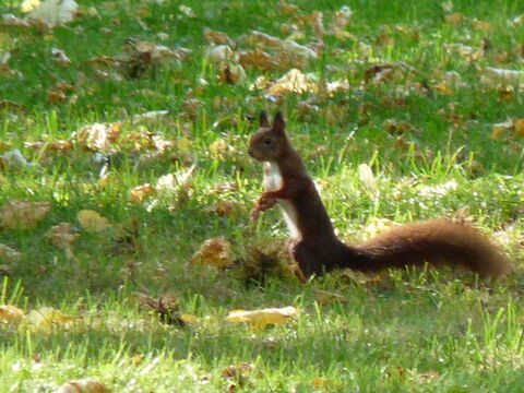 Foto: Ein Eichhörnchen sammelt auf einer stark belaubten Wiese Vorräte für den Winter.