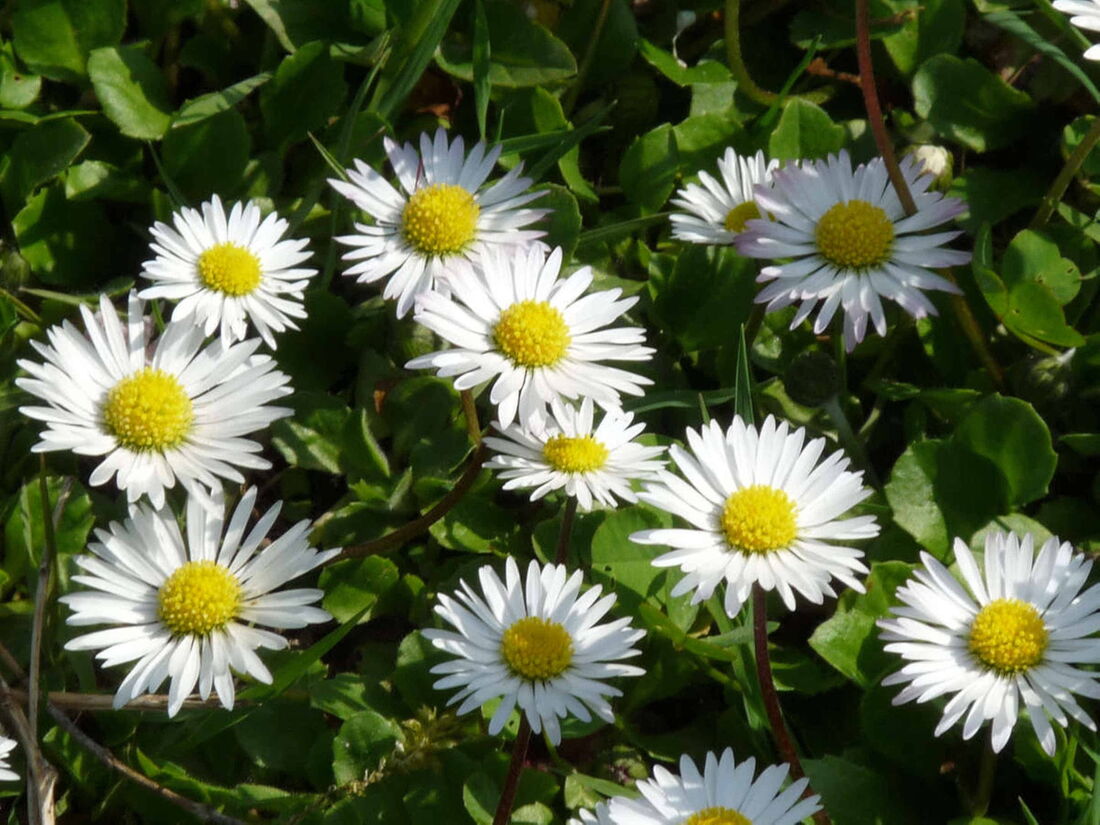 Eine "Horde" Gänseblümchen steht dicht beieinander auf einer Wiese.