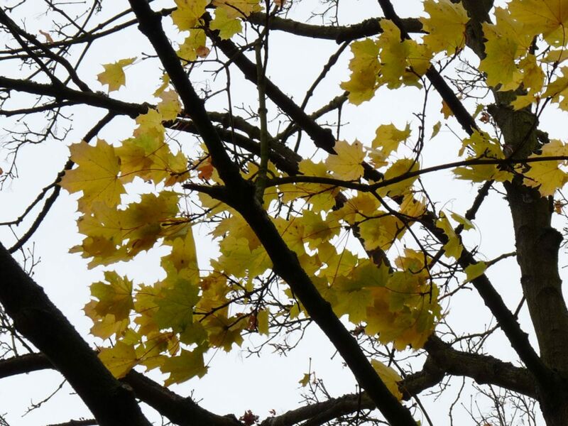 Foto: Malerische Aufnahmen von der herbstlichen Natur um mich herum: Zu sehen sind Pflanzen, Blätter, Büsche und Bäume.