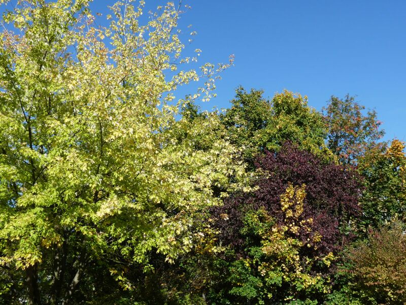 Foto: Indian Summer mit satten leuchtenden Farben im Herbst und Eichhörnchen sammeln Vorräte für den Winter.