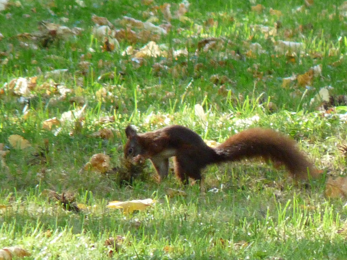 Foto: Ein Eichhörnchen bei der Jagd nach Nüssen für den Wintervorrat.