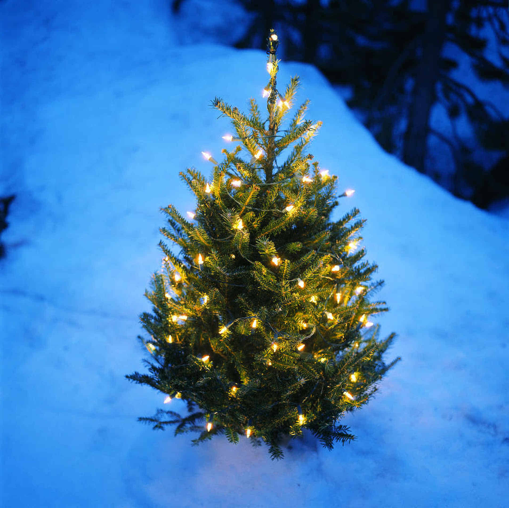 Foto: Ein hell beleuchteter Weihnachtsbaum steht draußen im Schnee.