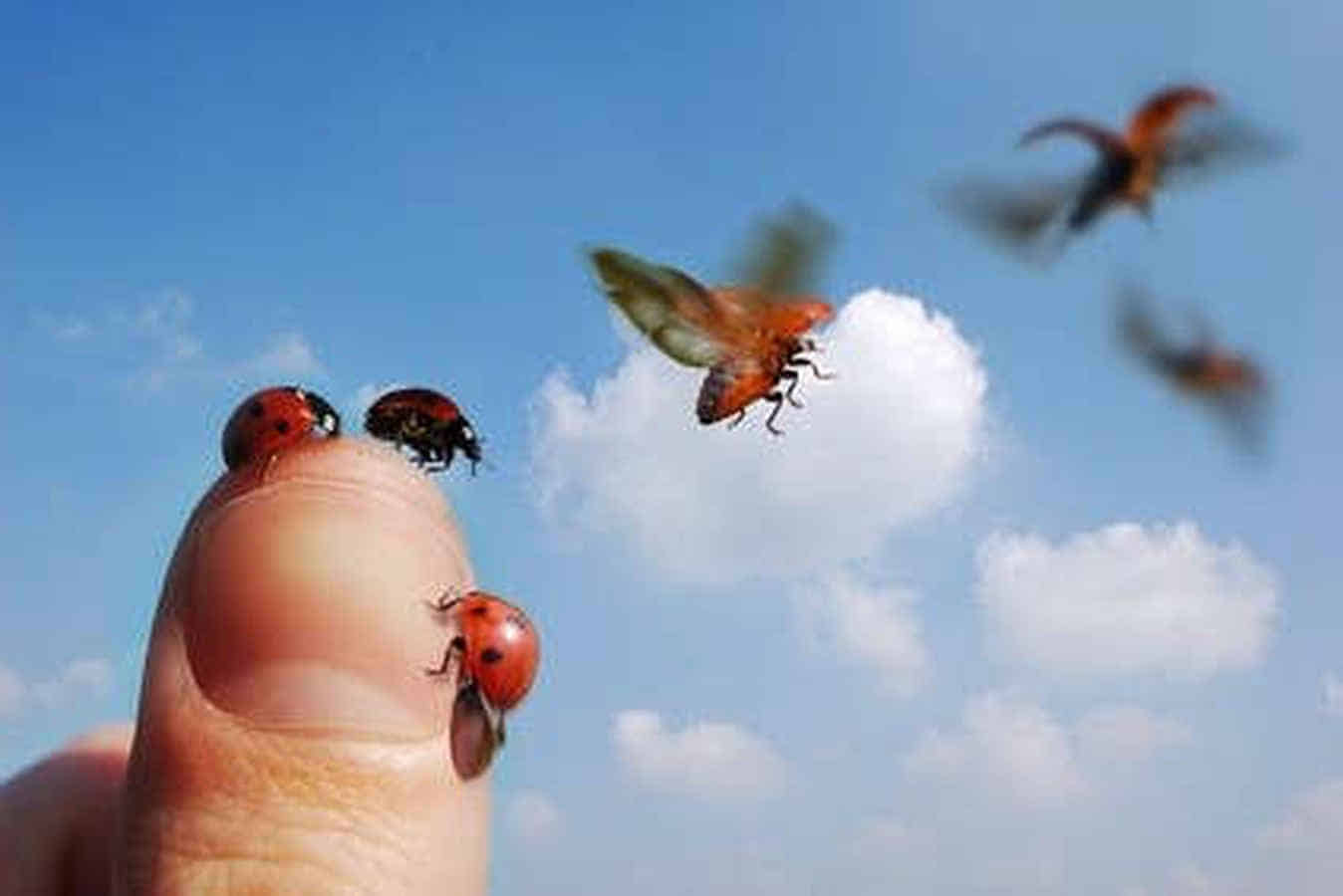 Foto: Mehrere Marienkäfer fliegen von einem Daumen ab in den Himmel.