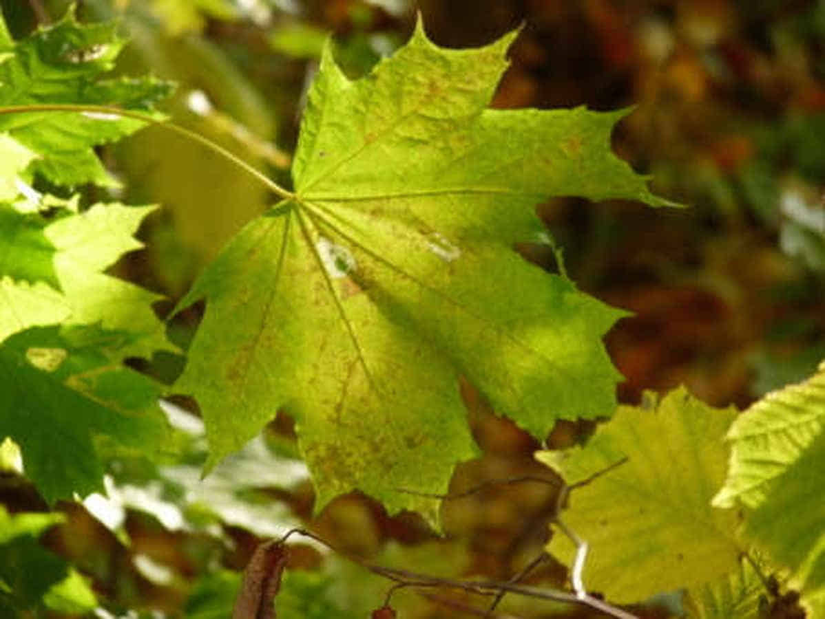 Foto: Ein gelbgrünes Blatt leuchtet senkrecht in der Sonne.