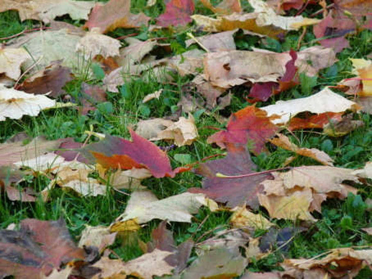 Foto: Bunte Herbstblätter liegen verstreut auf einer Wiese.