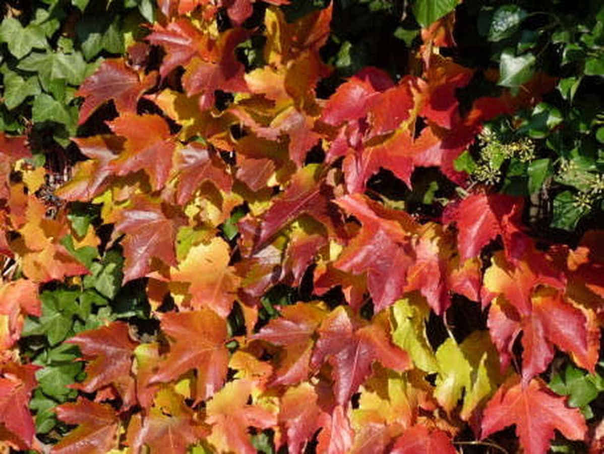 Foto: Von gelb über orange bis rot leuchten Blätter farbig in der Sonne.