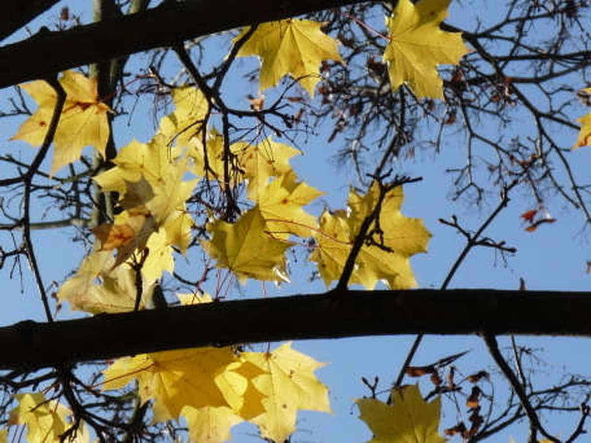 Foto: Nur noch wenige gelbe Blätter bedecken die Zweige im Himmel.