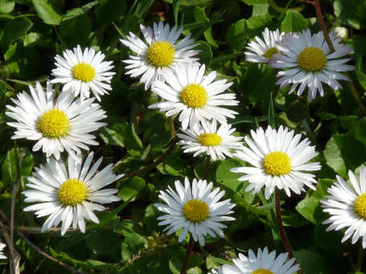 Foto: Viele Gänseblümchen stehen dicht beieinander auf einer Wiese.