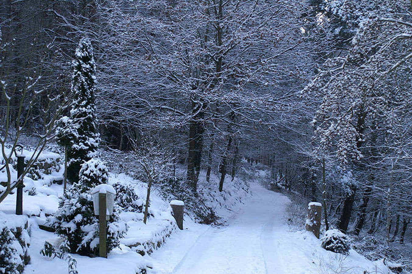 Foto: Ein Waldrand in tief verschneiter Winterlandschaft.