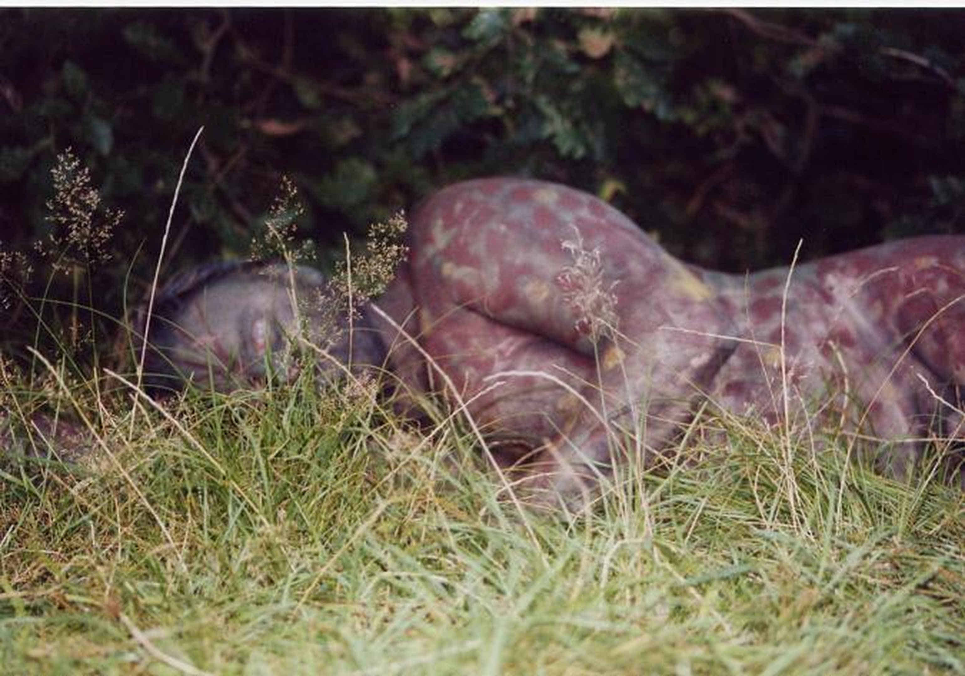 Foto: Hier liege ich im dichten Gras zwischen Wiese und Büschen und bin fleckig bemalt.